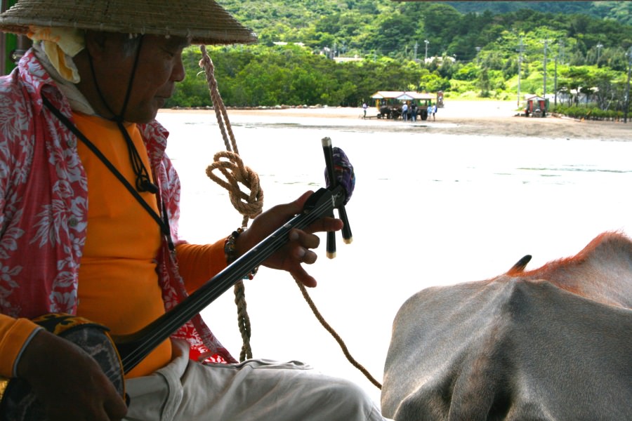 由布島や竹富島の水牛車観光でも八重山民謡を聞くことができる