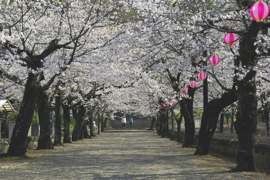 菊池公園で桜に包まれる