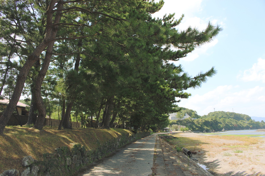 今和泉島津家別邸跡の松林。達人・吉留さんおすすめの風景だ