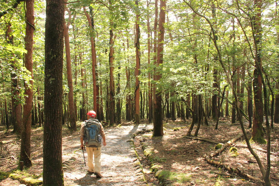 アカマツを見られるのも、えびの高原ならでは
