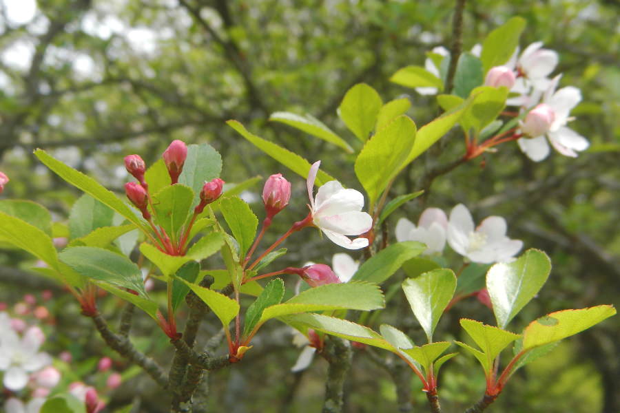 4月下旬から咲きはじめるノカイドウ。白やピンクの花をつける