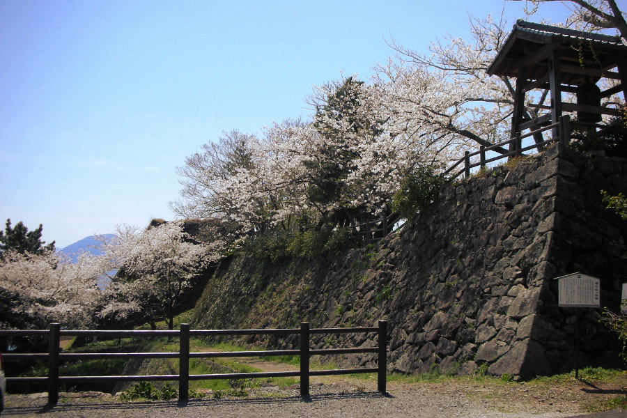 「日出城址」の石垣に咲く桜