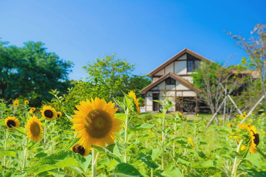 「おおがファーム」のヒマワリ