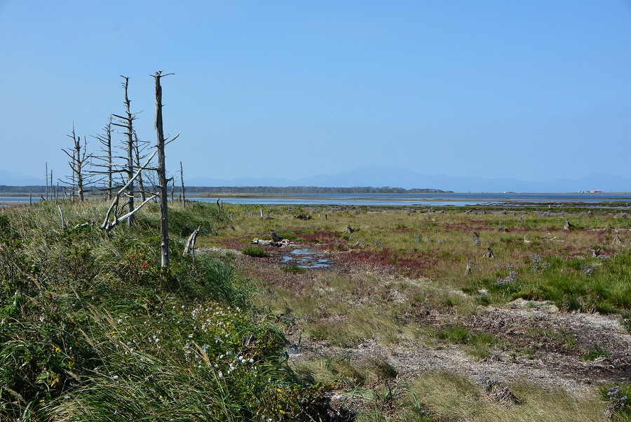 野付半島 トドワラ
