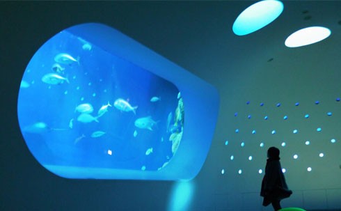 海獣たちが魅せるパフォーマンス