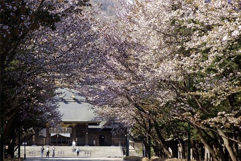 北海道神宮参道の桜