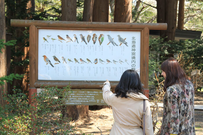 北海道神宮境内の野鳥看板
