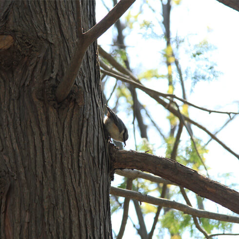 北海道神宮のゴジュウカラ