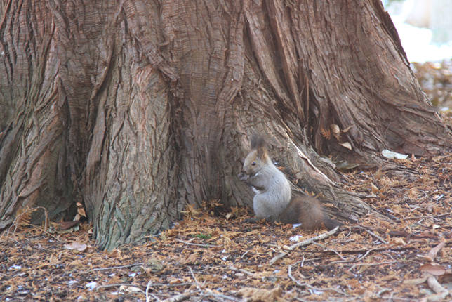 北海道神宮のエゾリス