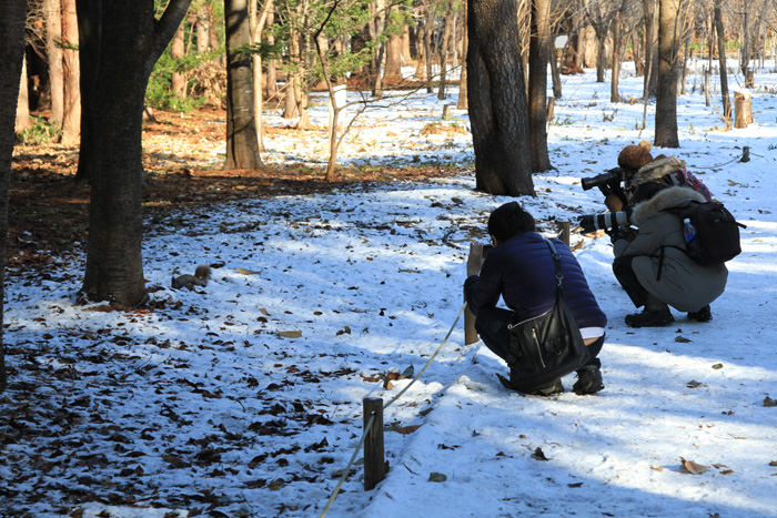 エゾリスを撮影する人々