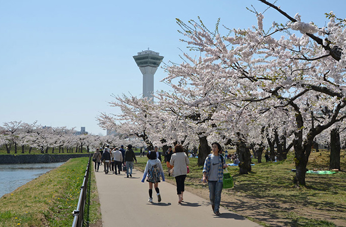 五稜郭の桜