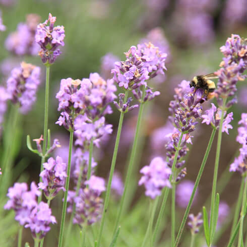 蜂とラベンダー