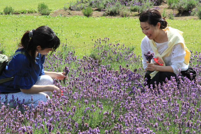 ラベンダー刈り取り体験
