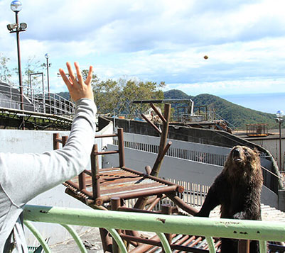 のぼりべつクマ牧場