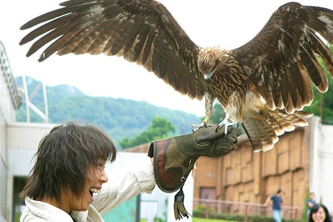 鷹匠体験