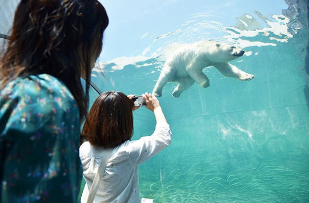 ホッキョクグマ館