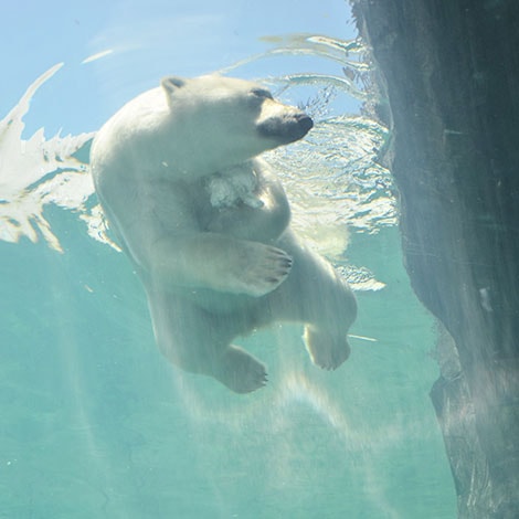 ホッキョクグマ