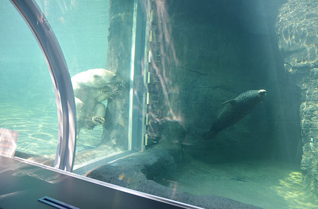 ホッキョクグマ館