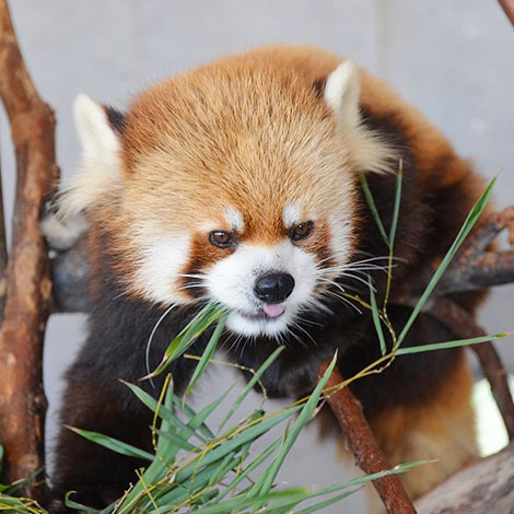 レッサーパンダ