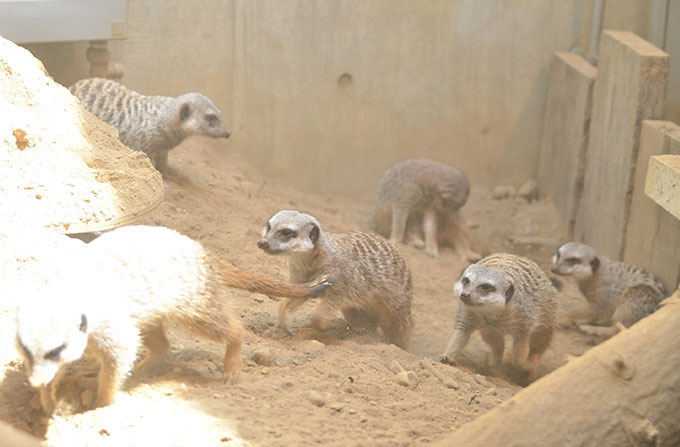 ミーアキャット