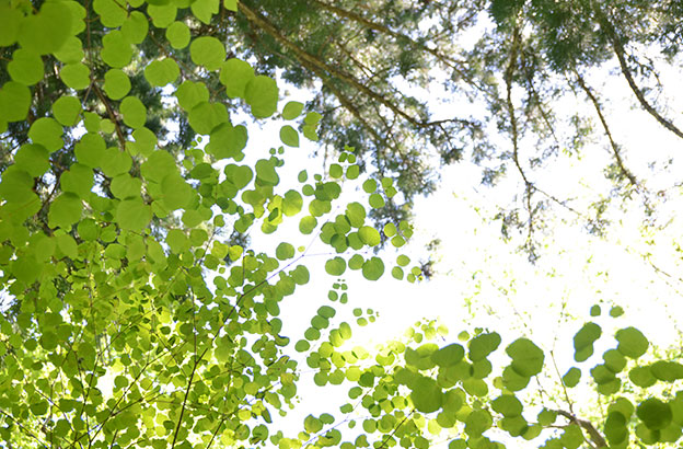 自然歩道えの光景