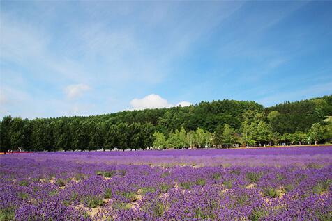 「倖（さきわい）の畑」で見られる紫色のグラデーション