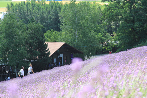 見る人を感動させる「トラディショナルラベンダー畑」