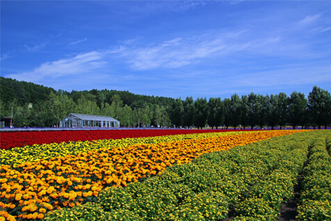 「花人の畑」には、四季咲きの種類の花も植えられている
