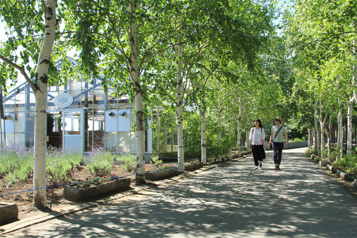 木漏れ日の中で散策