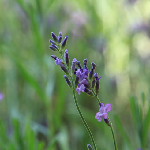 開ききらないラベンダーの花