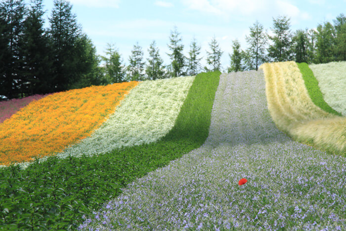 彩りの畑の風景