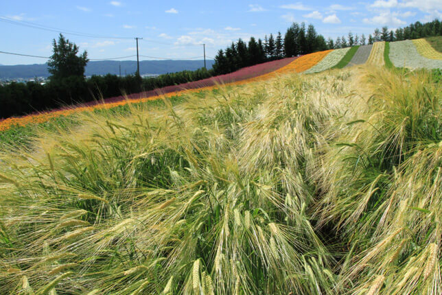彩りの畑のビール大麦