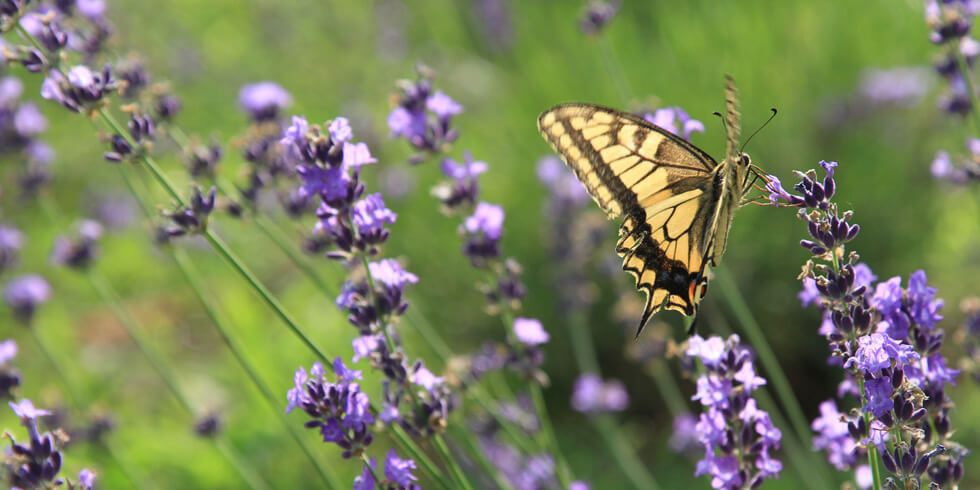 ラベンダー畑とアゲハ
