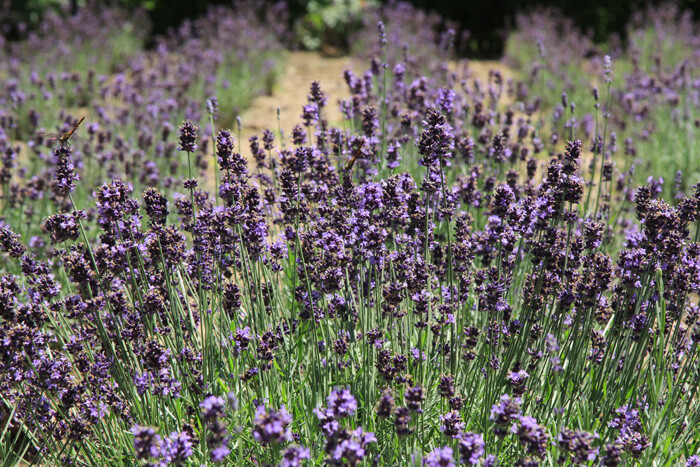 濃紫早咲（のうしはやざき）