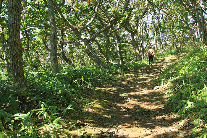 トトロの森のような地球岬散策道