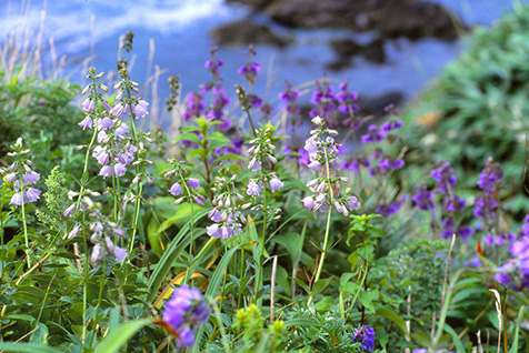 襟裳岬周辺に咲く高山植物