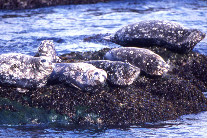 ゼニガタアザラシ