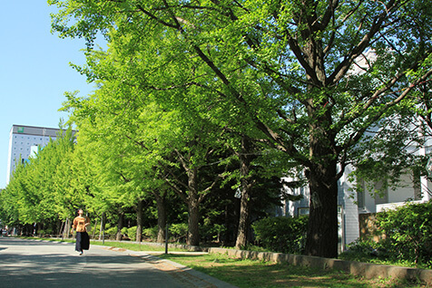 イチョウ並木