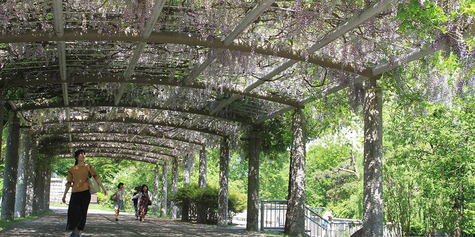 フジのコリドーを歩く