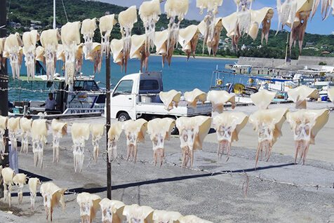 バラ線（有刺鉄線）に干されたトビイカは夏の風物詩