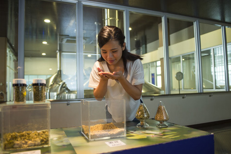 麦芽とホップに触れる
