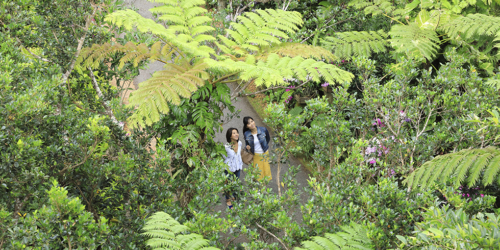 亜熱帯植物に囲まれた散策路を歩こうの記事イメージ