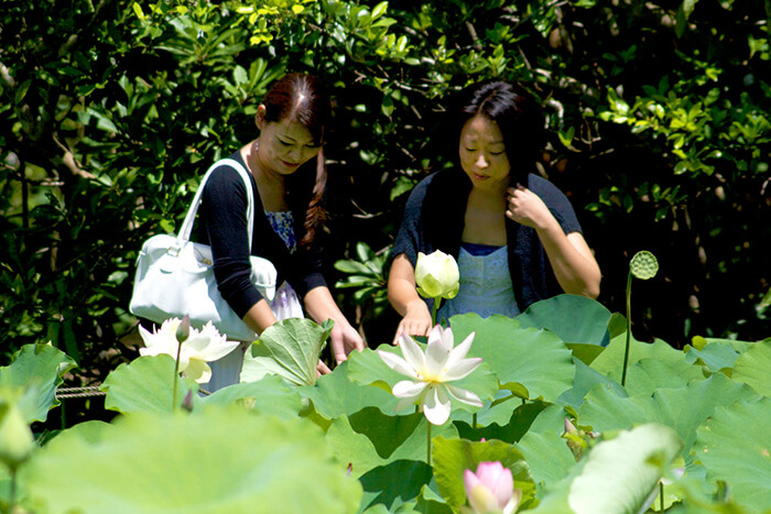 蓮の池の記事イメージ