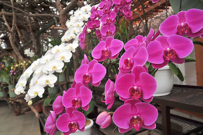 ガーデンセンターの記事イメージ