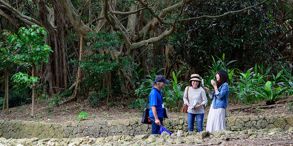 みずみずしい亜熱帯の植物と眺望に心が潤う