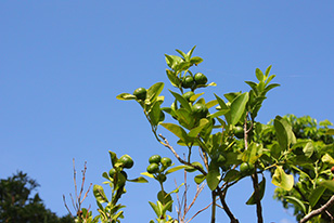 果樹園・バナナ園