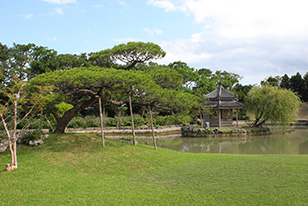 リュウキュウマツと柳