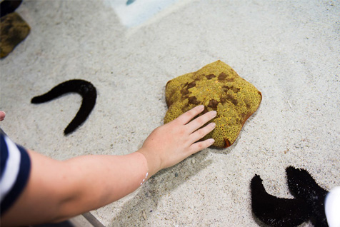 サンゴ礁の浅瀬を再現したプールで生き物にタッチ！