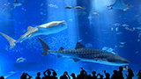 沖縄美ら海水族館ツウな楽しみ方徹底ガイド