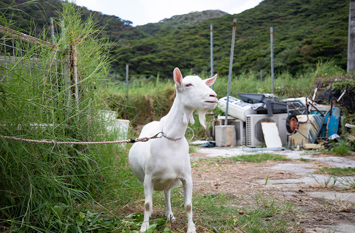 八重山遠見台からの絶景